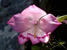 Gladiolus inflatus banded tepal markings